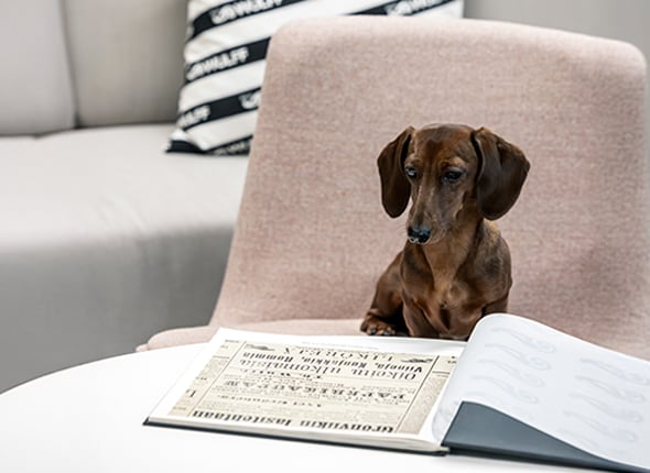 Myy-tilitoimistosi-toimistokoira-Touho